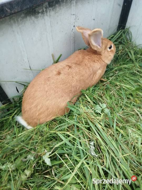 sprzedam króliki burgundzkie Gryzonie Karczewo
