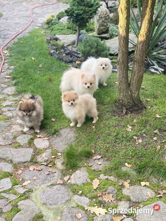 Szpic miniaturowy pomeranian szczenięta