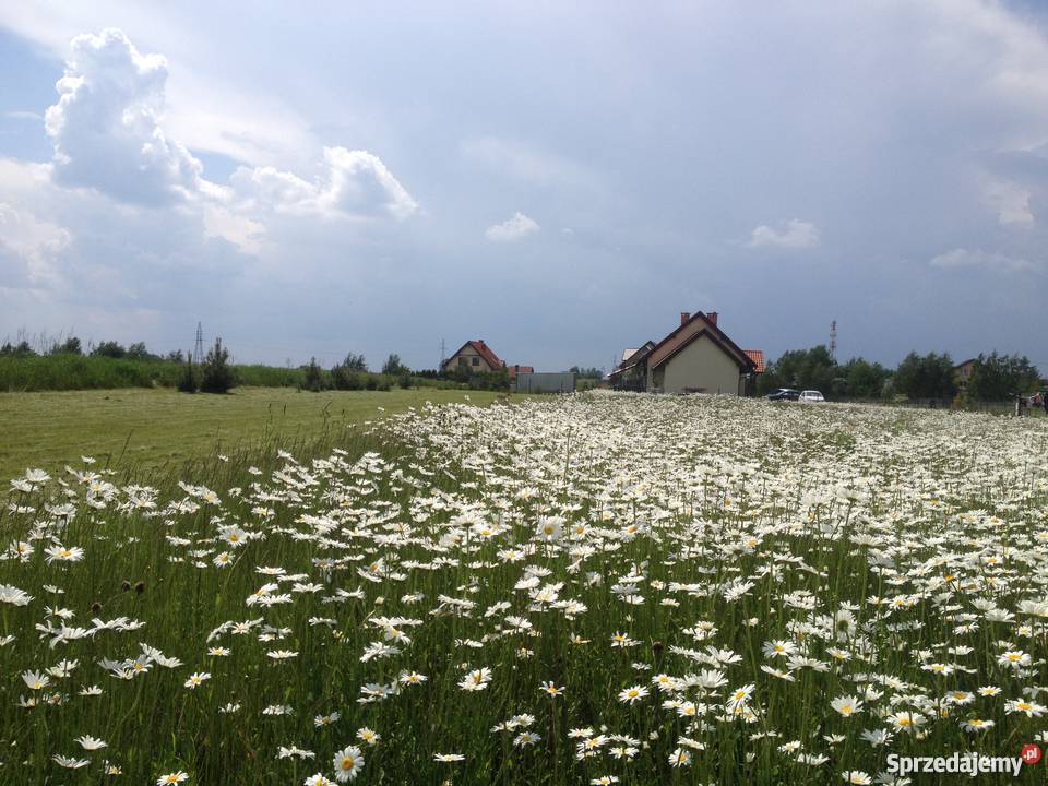 Działka Waszulki wydane warunki zabudowy Nidzica Dywity