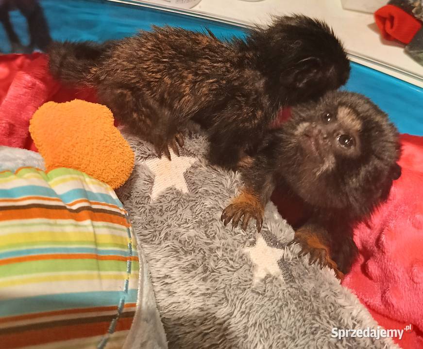 Małpa małpka Tamara złotoręka pomorskie