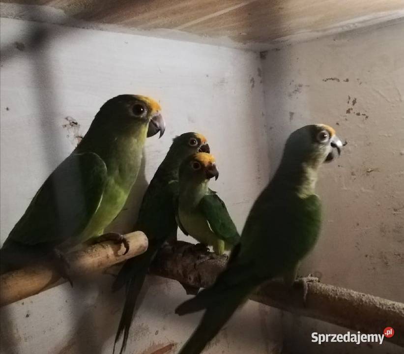 konury brazylijskie 25 Chudów sprzedam