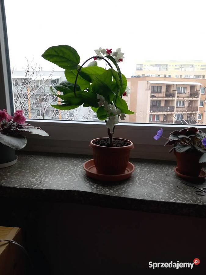 Szczęślin roślina kwitnąca Kwitnące Dom i Ogród