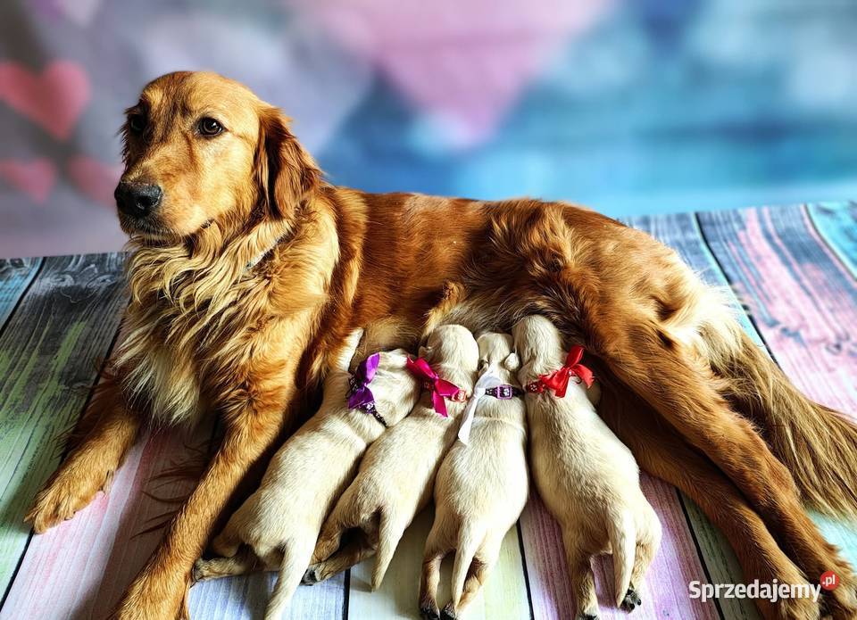 Szczenięta Golden Retriever Rezerwacja miotu