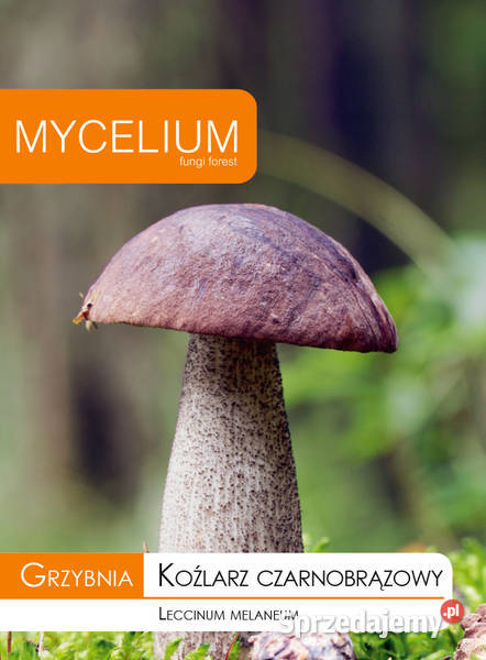 Grzybnia Koźlarz Czarnobrązowy Grzyby w Ogrodzie