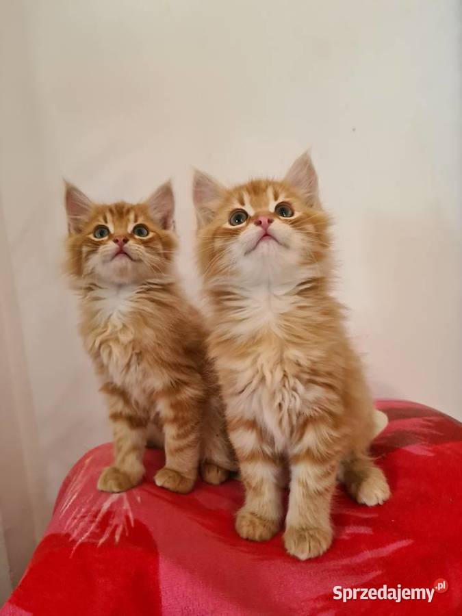 Maine Coon Drygulec
