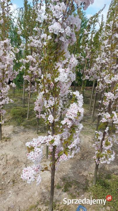 Wiśnia piłkowana Amanogawa wys 400 obw 1214 Skała sprzedam
