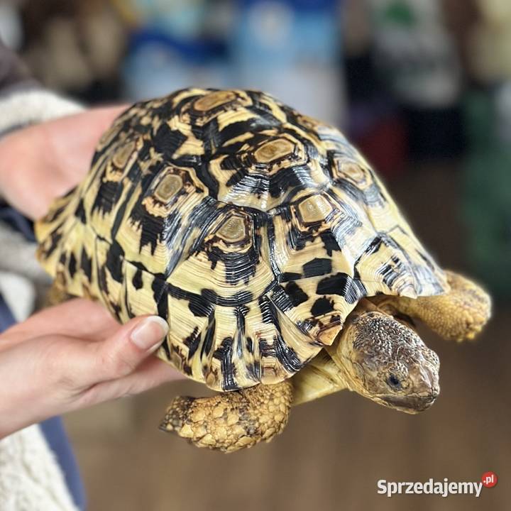 Żółw lamparci samica stigmochelys pardalis Zwierzęta Giżycko