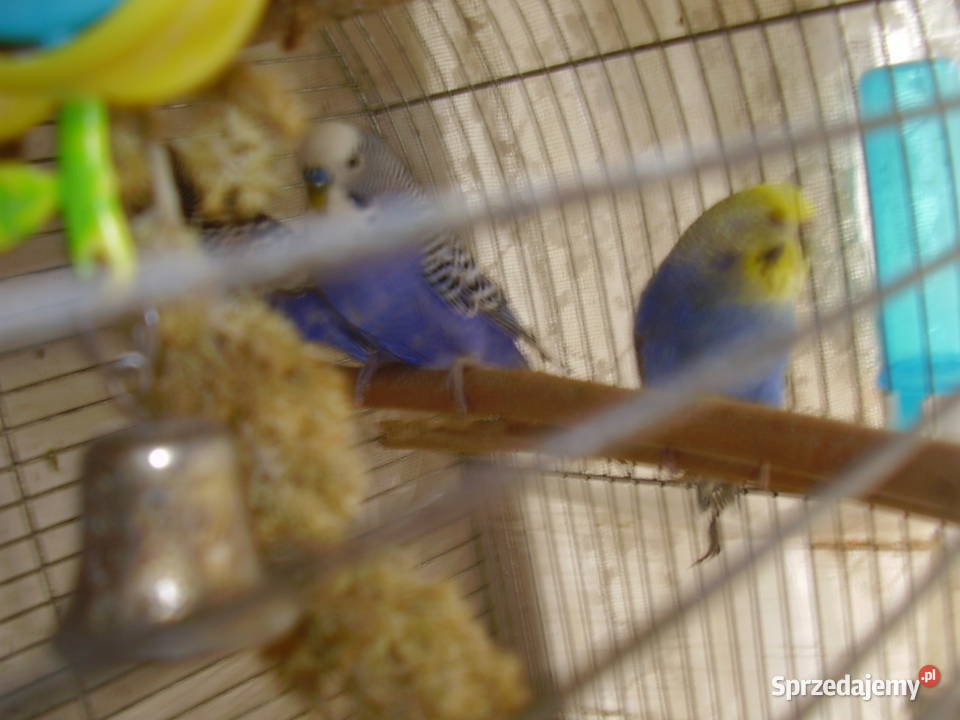 Papugi faliste tęczowe dwumiesięczne nadające się do oswojen
