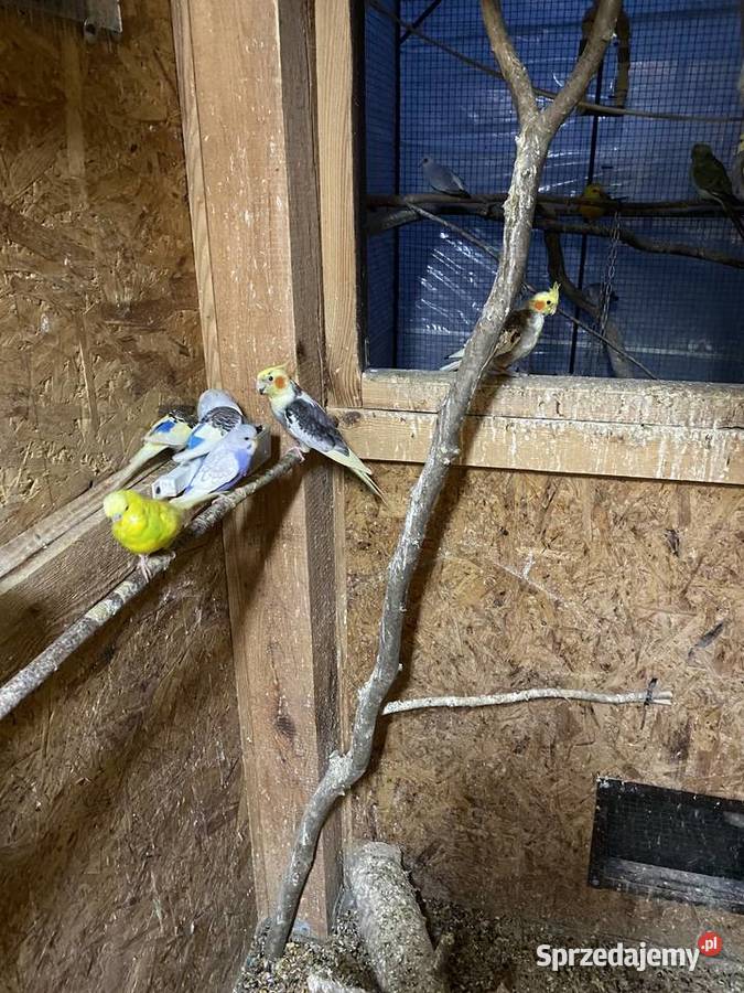 Sprzedam papugi faliste i nimfy Krasnystaw sprzedam