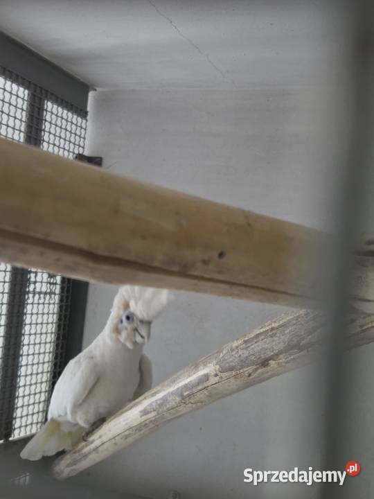 Dorosła para Kakadu Mała Salomońska łac Cacatua Rawicz sprzedam
