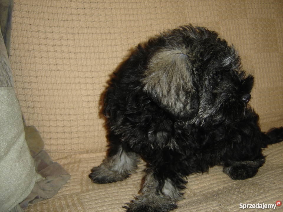 sznaucer miniaturowysznaucer miniatura kujawsko-pomorskie Gagowy Nowe