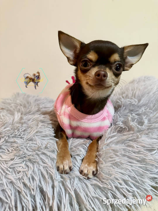 Chihuahua suczka z rodowodem chocolate tan Skarżysko-Kamienna sprzedam