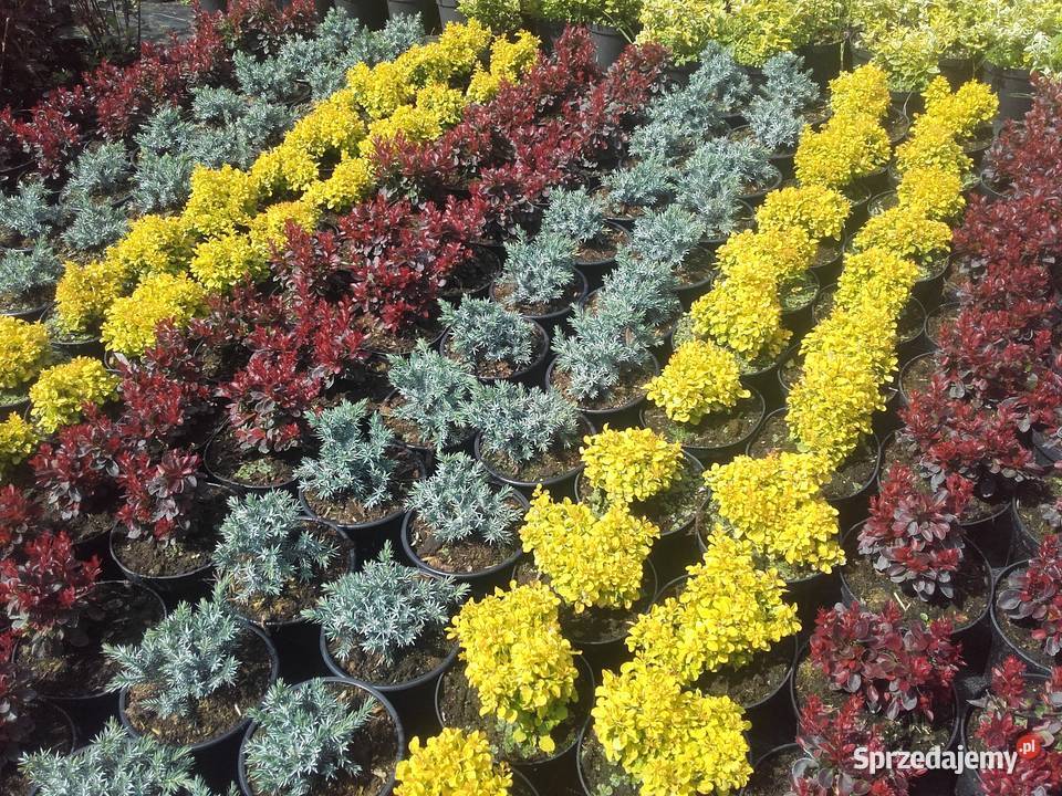 Berberysy Karlowe Tarnów