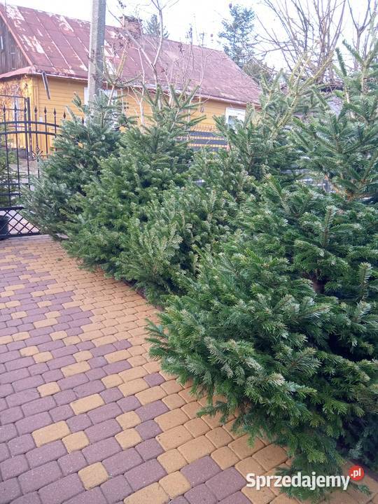 Choinki Świąteczne z własnej plantacji lubelskie Bełżyce sprzedam