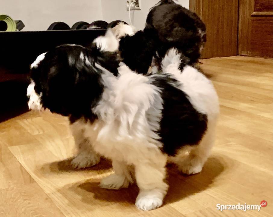 Hawańczyk suczka i piesek Poznań