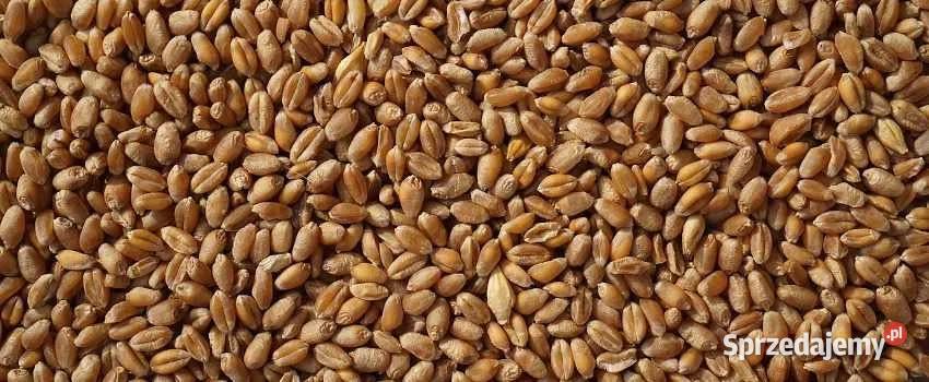 Pszenica do kur gołębi Ostrów Wielkopolski