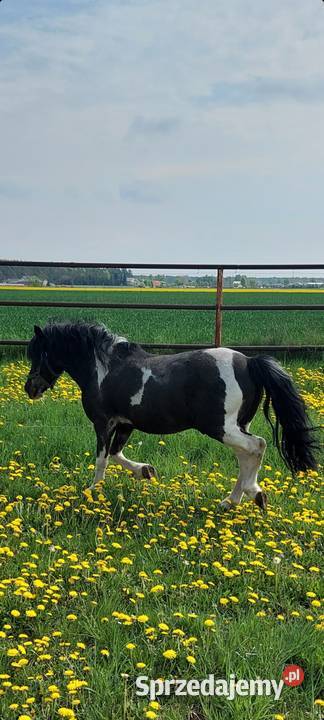 Kuc ogierek posada licencje Srokaty przekazuje Konie Szamotuły