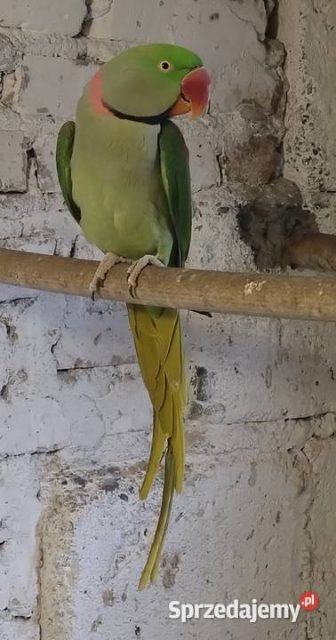 Papugi aleksandretty Wielkie śląskie