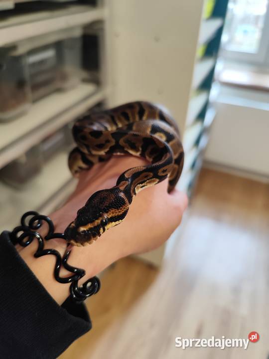 Młode pytony królewskie mazowieckie Pruszków