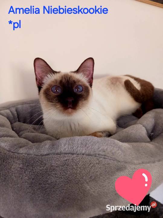 Kotka syjamska tajska do płatnej adopcji z Węgrów