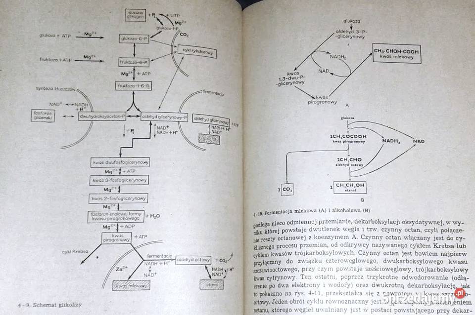Podstawy biologii bakterii do człowieka W J Książki i Podręczniki Chełm