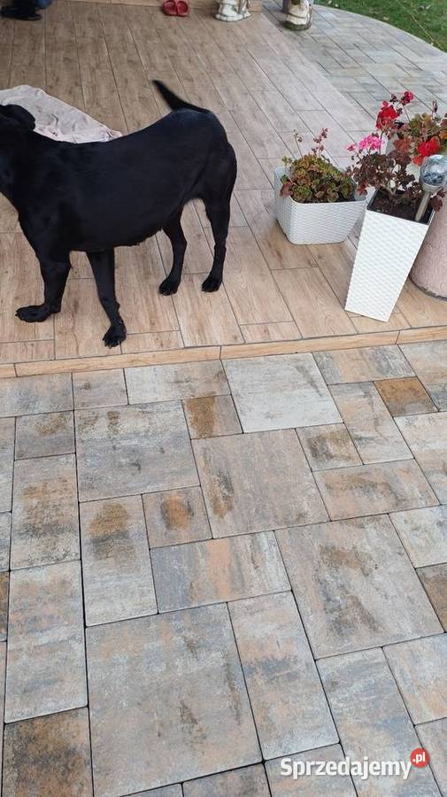 Usługi brukarskie Dąbrowa Górnicza