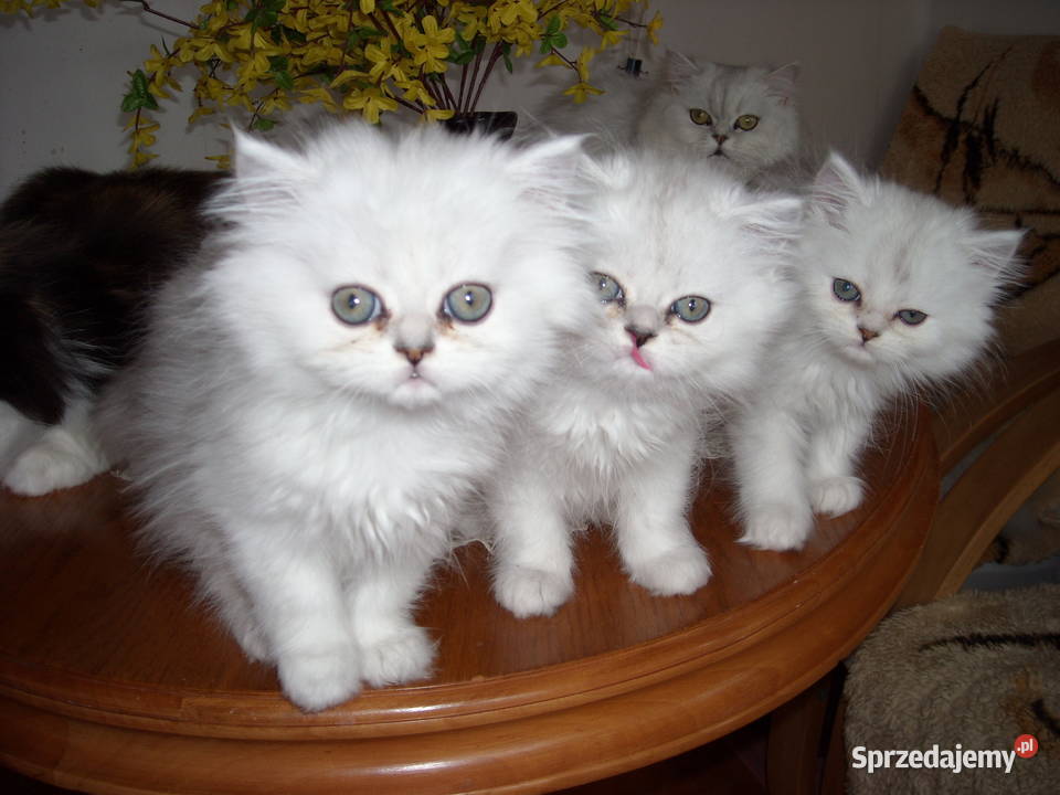 Kocieta perskieszynszylowe Warszawa