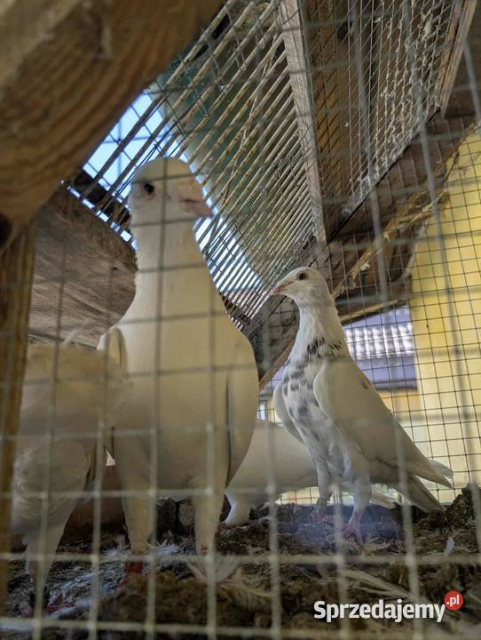 Sprzedam gołębie sprzedam