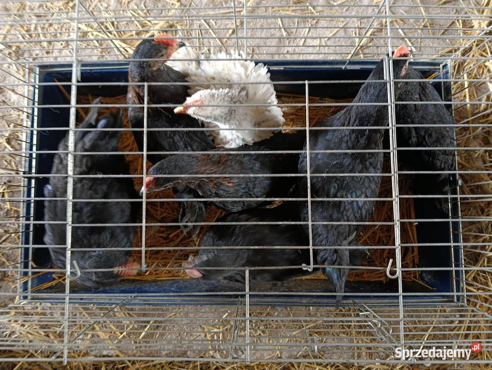 Koguty kujawsko-pomorskie Więcbork sprzedam