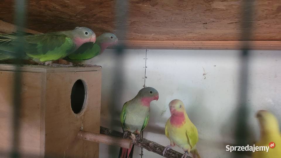 Papugi księżniczki walii Wieliczka