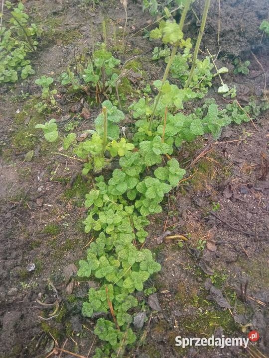 Kłącza mięty ogrodowej Łódź