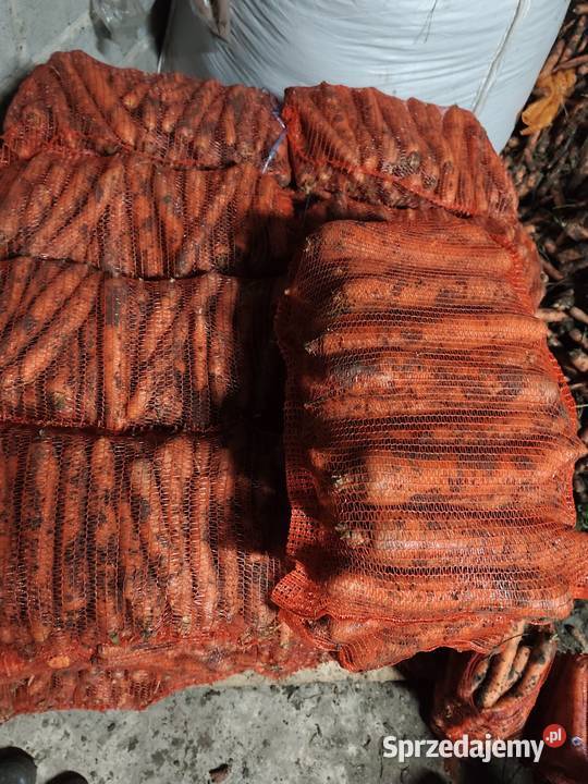 Marchew ładna i gruba świętokrzyskie Opatkowice Drewniane sprzedam