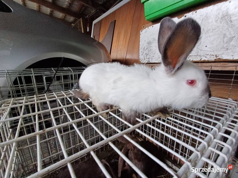 Kalifornia barany króliki