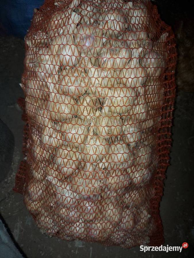 Czosnek jarus Rolnictwo Żółkiewka-Osada sprzedam