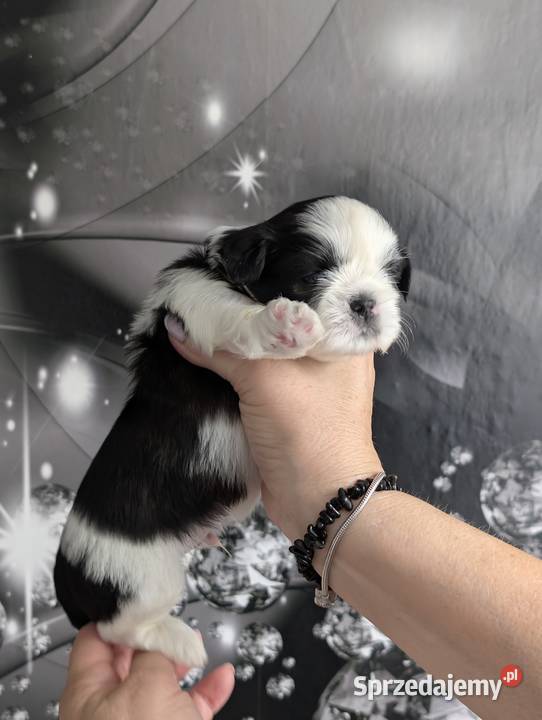 Szczenięta shih tzu z genem blue
