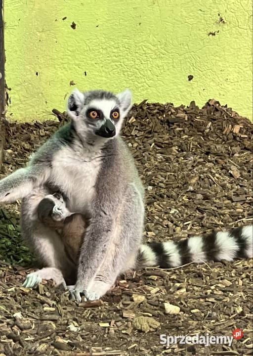 Lemur Katta samica samiec