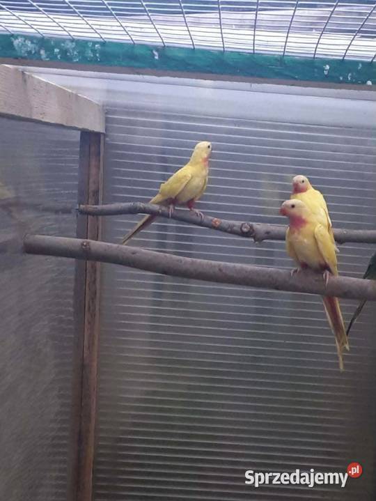 Księżniczki walii lutino Skała