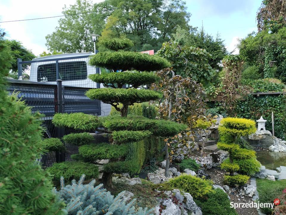 Rośliny formowane do ogrodu bonsai ogrodowe Ustroń