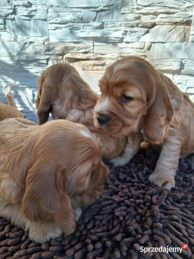 Śliczne Szczenięta Cocker Spaniel Angielski Sieradz