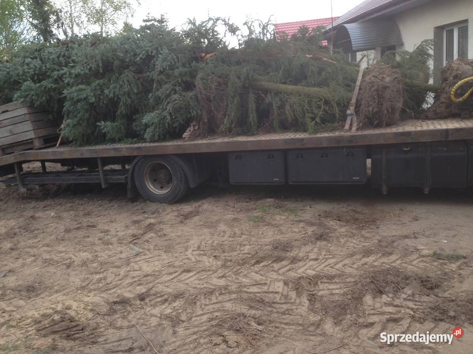 Duże drzewa sosna czarana Płock