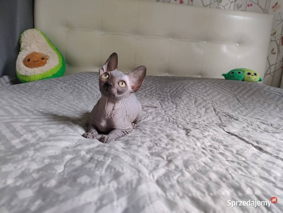 Kotka Sfinks Kanadyjski Czarna Wrocław