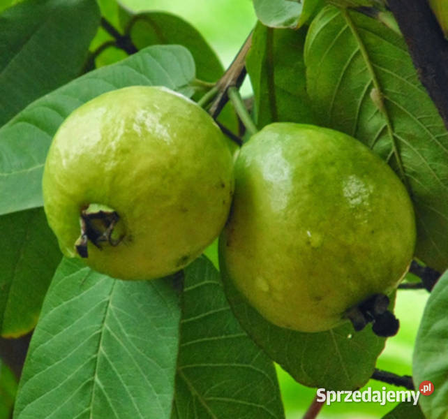 GUJAWA POSPOLITA Psidium guajava NASIONA 10000 Lubanie
