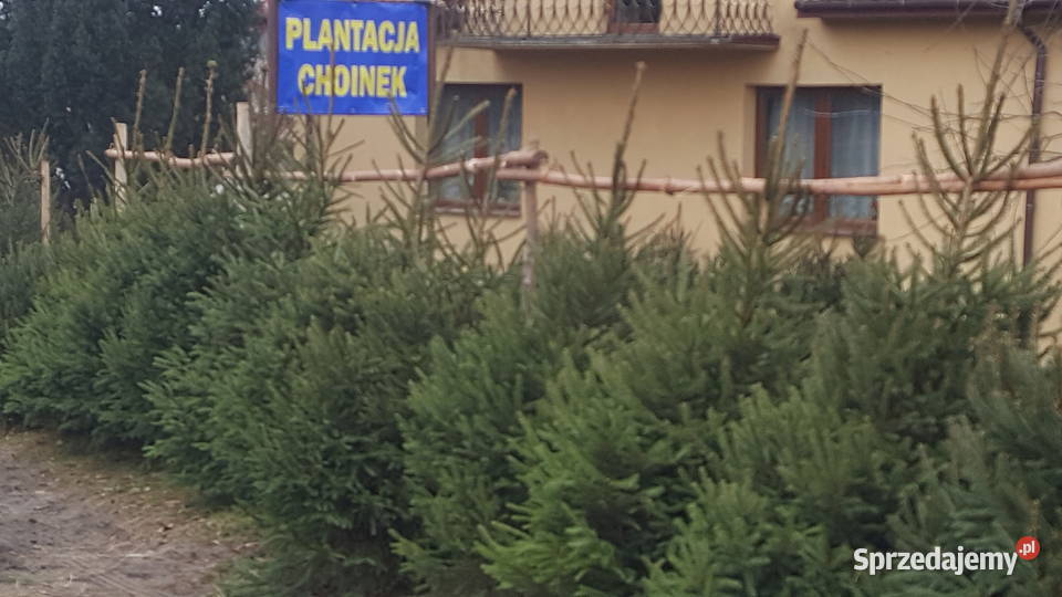 Choinki prosto z prydomowej plantacji Garwolin