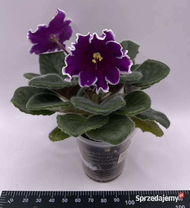 Fiołek afrykański kwitnąca sadzonka Jędrzejów