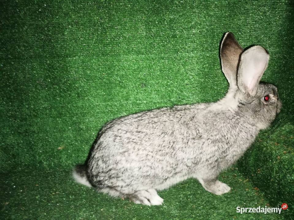 Sprzedam samce Więcbork