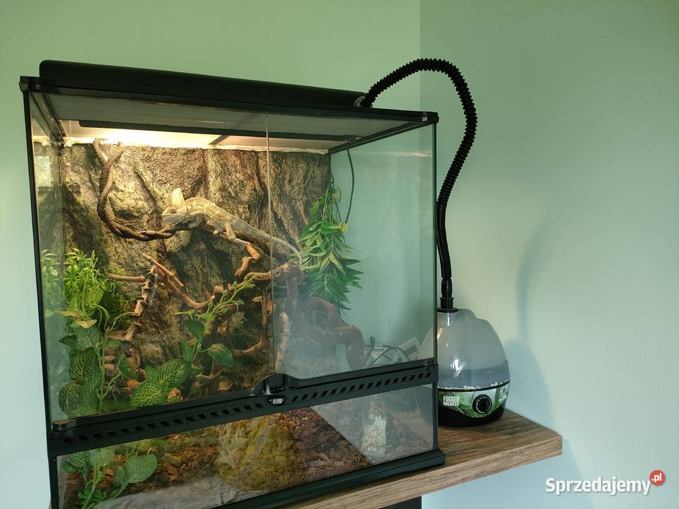 Kameleon Jemeński dolnośląskie Świdnica Polska