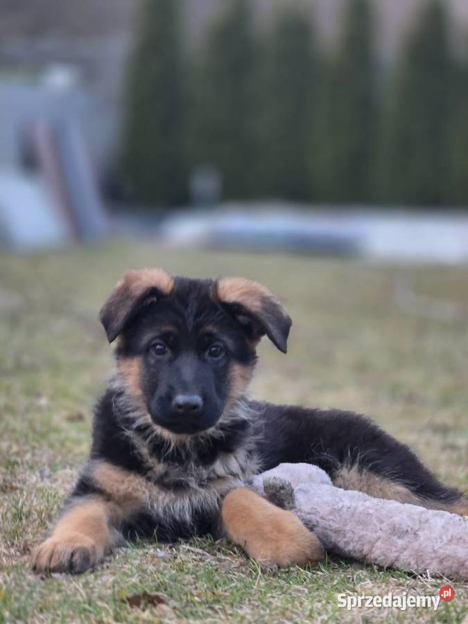 Owczarek niemiecki szczenieta FCI Wsola sprzedam