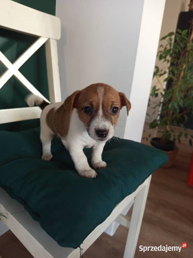 Jack Russell Terrier