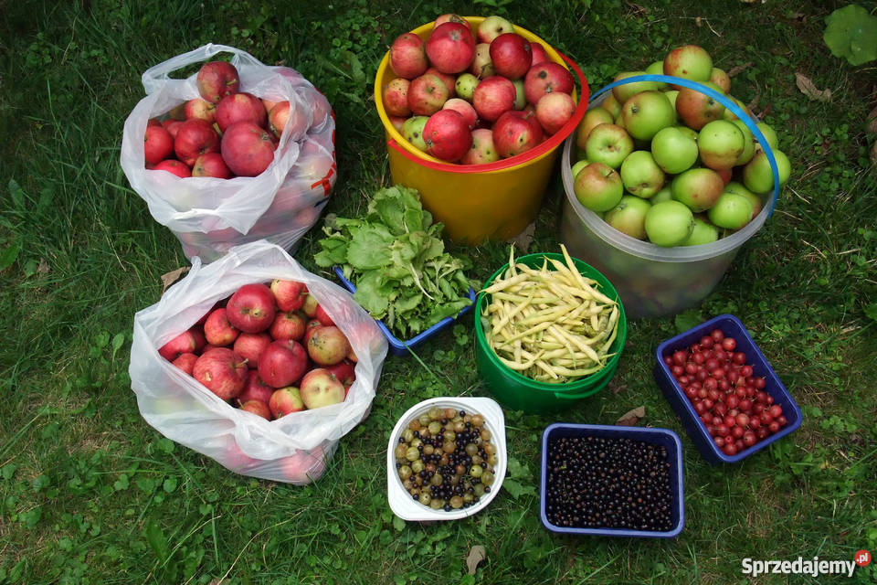 Sprzedam działkę ROD 350m2 Warszawa Nadwiśle 43zł/m2