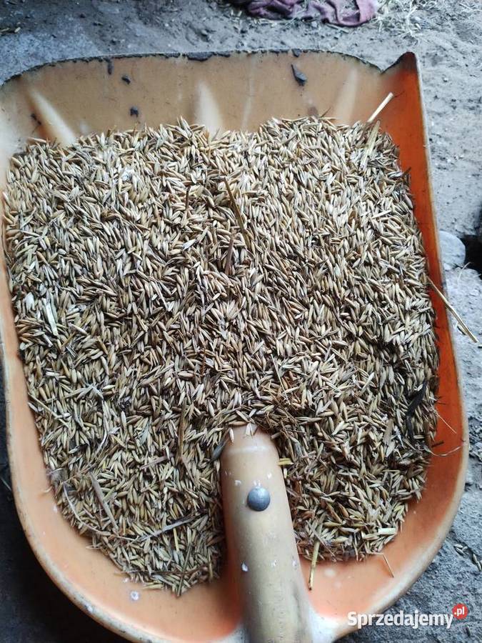 Owies paszowyna opał Rolnictwo Strzegowo